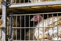 Close up on live white turkey in the truck cage Royalty Free Stock Photo