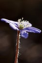 Close-up of liverleaf flowers in the fores Royalty Free Stock Photo