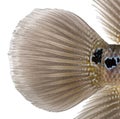 Close-up of a Living Legend's caudal fin, Flowerhorn cichlid