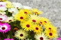 Close up of Livingstone daisies Royalty Free Stock Photo