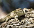 Close-Up of a Lizard on the Beach of Cefalu on Sicily Royalty Free Stock Photo