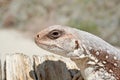 Close Up. Lizard, Desert Iguana, Dipsosaurus dorsalis dorsalis Royalty Free Stock Photo