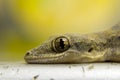 Close up lizard eye Royalty Free Stock Photo