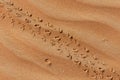 A Close-up of Lizard Footprints crossing in the Desert Sand in the United Arab Emirates Royalty Free Stock Photo