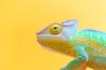 A close up of a lizard with an isolated background Royalty Free Stock Photo