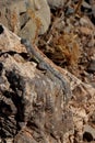 close up of a lizard in the mountains of Texas, USA Royalty Free Stock Photo