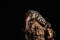 Lizard on Branch with Forked Tongue Against Black Background Royalty Free Stock Photo