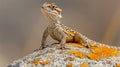 Majestic Desert Lizard Basking on Sun-Warmed Rock Royalty Free Stock Photo