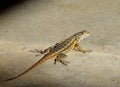 Close up of a lizard on a rock