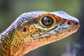Close-up of a lizard\'s eye on a blurred background Royalty Free Stock Photo
