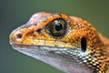 Close-up of a lizard\'s eye (Eublepharis macularius) Royalty Free Stock Photo