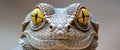 A close up of a lizard's face with yellow eyes Royalty Free Stock Photo