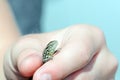 Summer. Close-up of a lizard`s head with closed eyes in the hand of a teenager