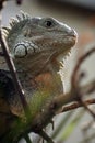 Close up of a lizard sitting on a branch waiting for a prey Royalty Free Stock Photo