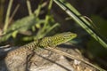 Close up of Lizard on tree Royalty Free Stock Photo