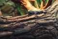 Close up on lizard on the tree Royalty Free Stock Photo