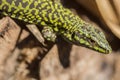 Close up of Lizard on tree Royalty Free Stock Photo