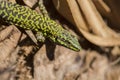 Close up of Lizard on tree Royalty Free Stock Photo
