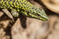 Close up of Lizard on tree Royalty Free Stock Photo