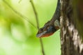 Lizard on tree at Reunion Island