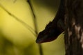 Lizard on tree at Reunion Island
