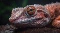 a close up of a lizard with water droplets on it\'s face Royalty Free Stock Photo