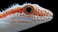A close up of a lizard& x27;s face with a black background Royalty Free Stock Photo