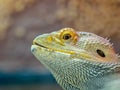 Close up of a lizard in zoo Royalty Free Stock Photo