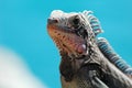 Closeup of iguana head with blue background Royalty Free Stock Photo