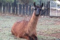 Close up Llama lying down with legs tucked in, black face with open mouth showing very large teeth Royalty Free Stock Photo