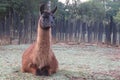Close up Llama lying down with legs tucked in, black face with open mouth showing very large teeth Royalty Free Stock Photo
