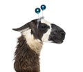 Close-up of a Llama wearing a headband