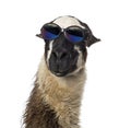 Close-up of a Llama wearing sunglasses Royalty Free Stock Photo