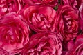 A close up of a large bunch of Red Camellias Royalty Free Stock Photo