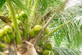 Close-up load cluster of young fruit green coconuts hanging on tree top with lush green foliage branch at tropical garden in Nha Royalty Free Stock Photo