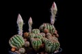 Close up lobivia cactus blooming against dark background Royalty Free Stock Photo