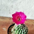 Close up Lobivia cactus flowers, decoration flowers in countryside cafe look fresh and colorful. Royalty Free Stock Photo