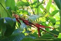 Close Up of a Lobster Claw Flower, Heliconia Schiedeana Royalty Free Stock Photo