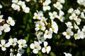 Close up of Lobularia maritima flowers Alyssum maritimum, a plant typically used as groundcover