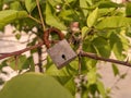 Close up of lock hanging on a branch of Aigle Marmelos tree