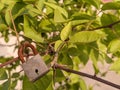 Close up of lock hanging on a branch of Aigle Marmelos tree