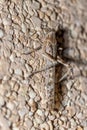 Close-up of a locust standing on a rough wall illuminated by a warm, glowing light