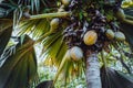 Close up of Lodoicea known as the coco de mer or double coconut. It is endemic to the islands of Praslin and Curieuse in Royalty Free Stock Photo