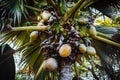 Close up of Lodoicea known as the coco de mer or double coconut. It is endemic to the islands of Praslin and Curieuse in Royalty Free Stock Photo