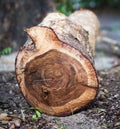 Close-up of log against blur background Royalty Free Stock Photo