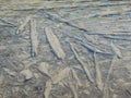 Close up of logs underwater in shallow part of Avalanche Lake in Glacier National Park, Montana USA