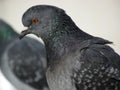 Close up of London pigeon in profile Royalty Free Stock Photo