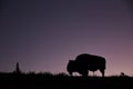 Close-up of Lone bison in the meadow of Hayden Valley at sunset
