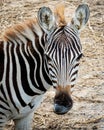 Zebra image, natural zebra head