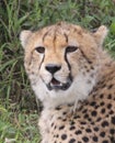 Close up Lone Cheetah in the Sarengeti, Tanazania Royalty Free Stock Photo